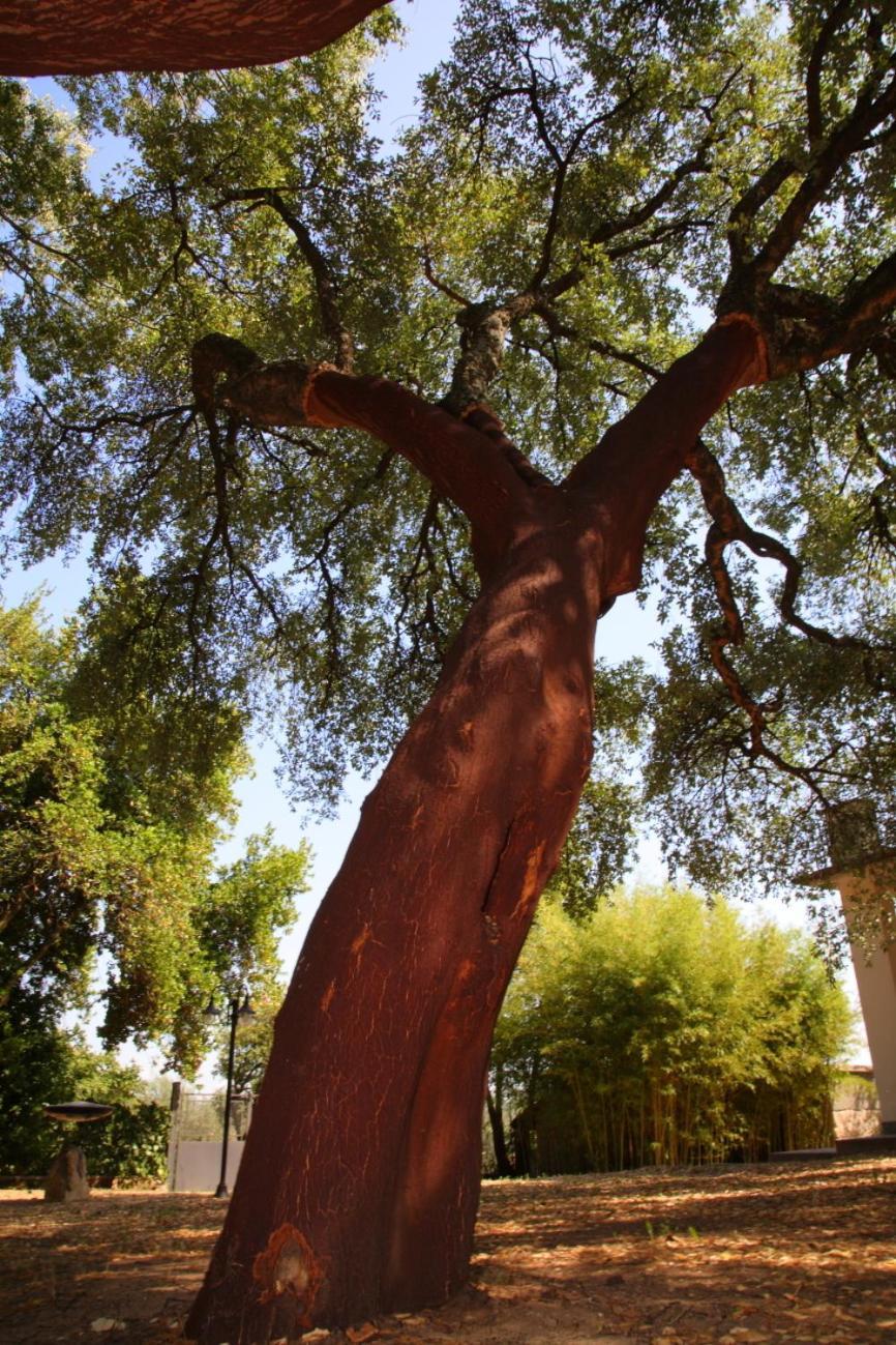 كابرارولا Agriturismo Casale Zuccari المظهر الخارجي الصورة